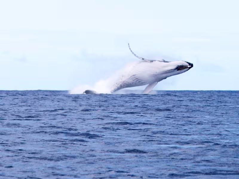 Whale Watching Tours in Rarotonga with Rongohiva WaterSports