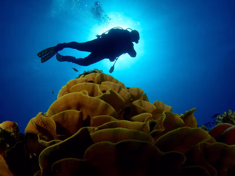 Diving 1