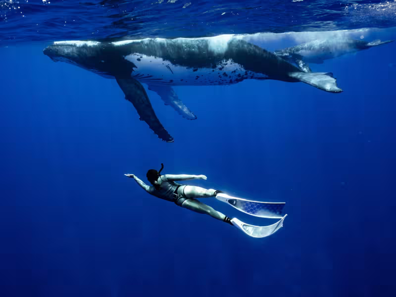 whales-swim-with-humpback-whales.jpg
