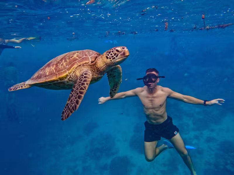 Go Local Turtle with Tourist