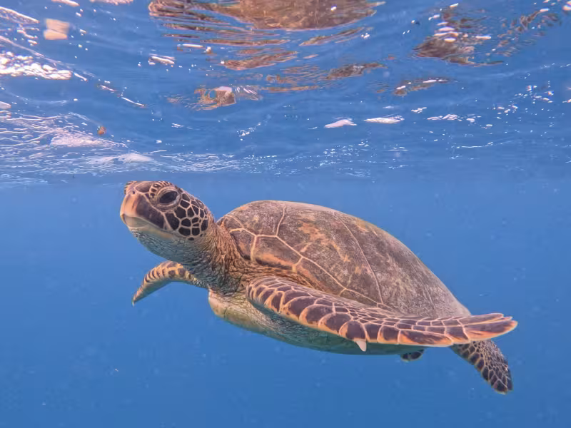 Rarotonga Turtle Tours 1