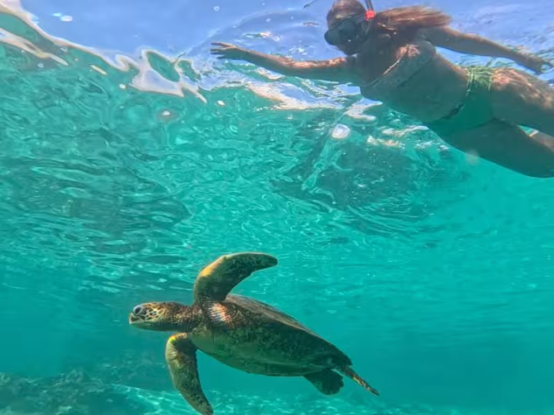 Turtle and swimmer