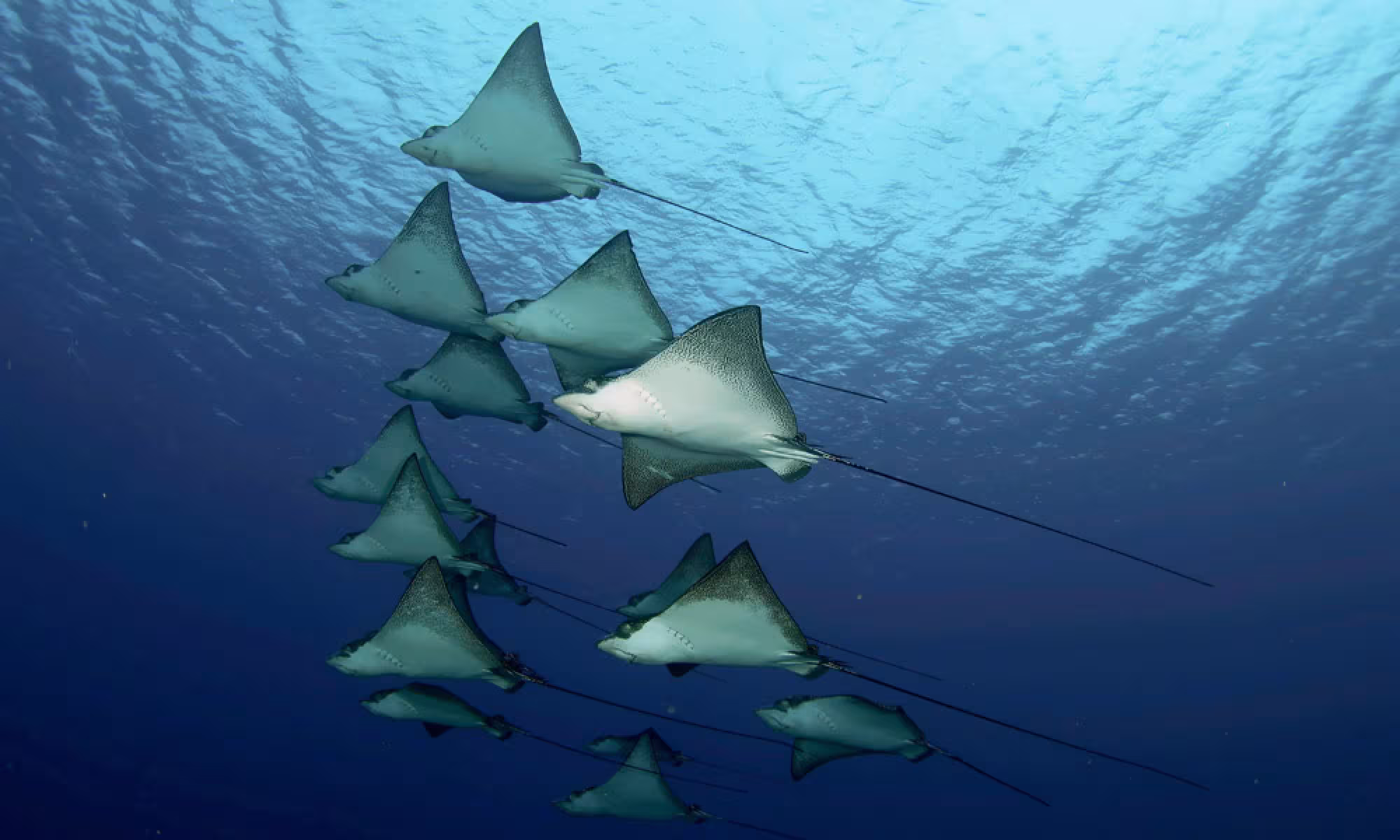 Diving 3