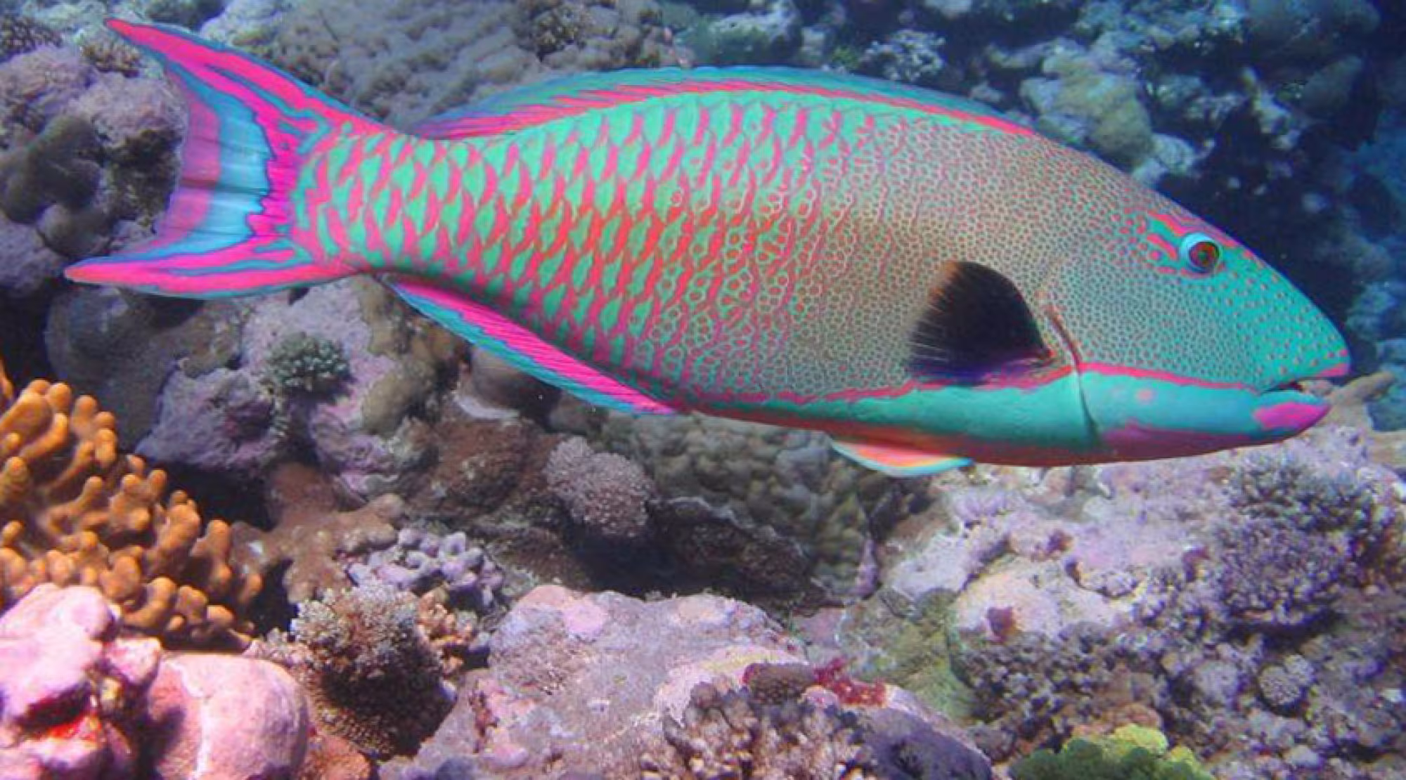 Parrot Fish