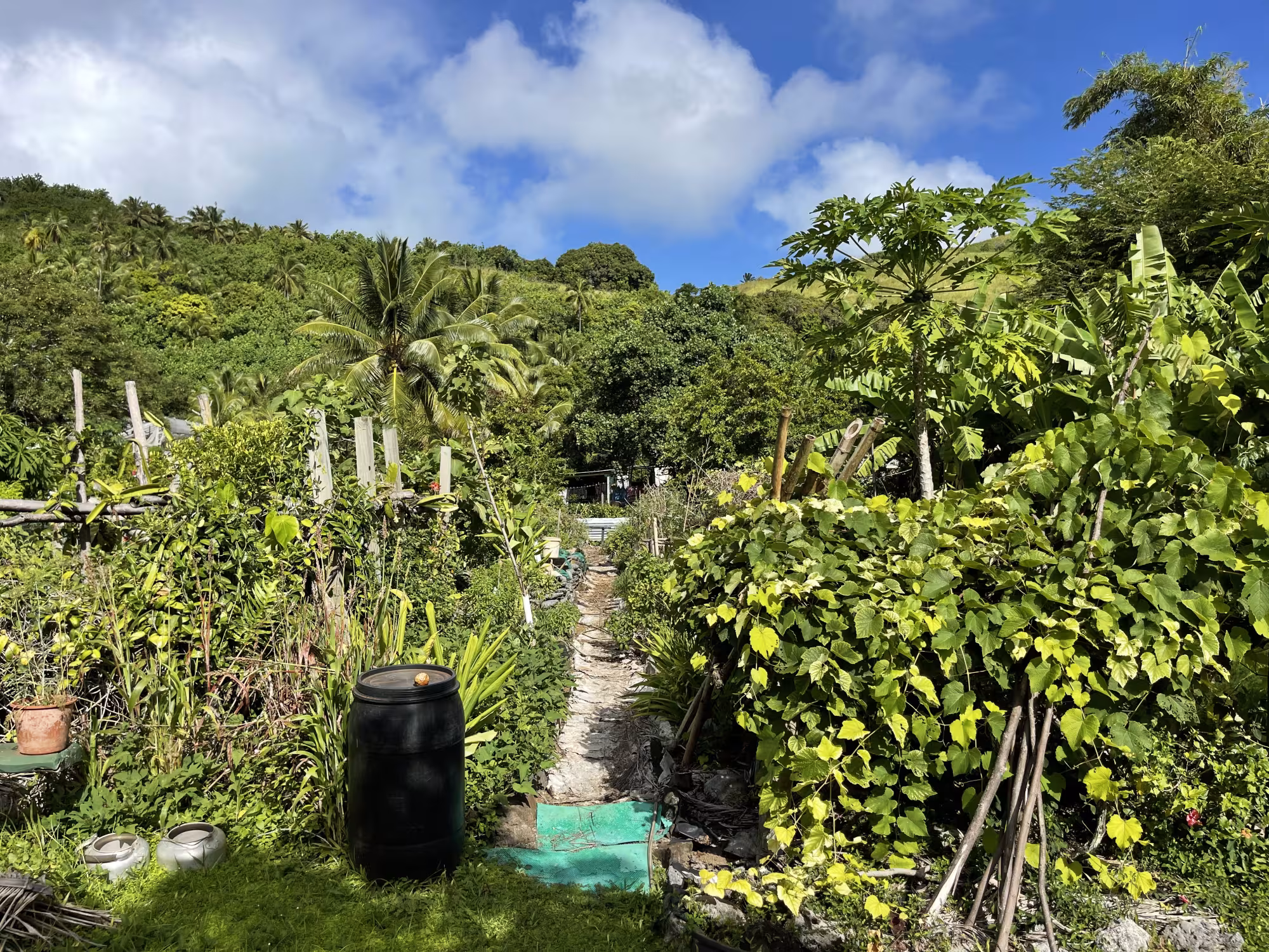 Tauono's Garden Cafe