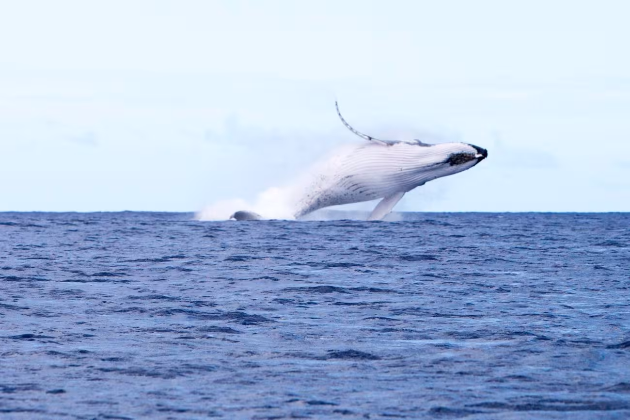 Whale watching