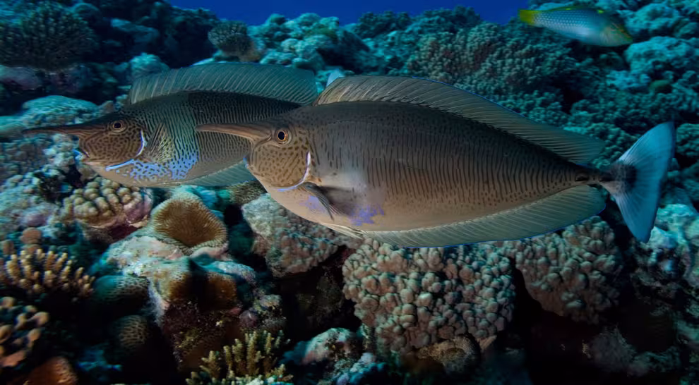 Diving