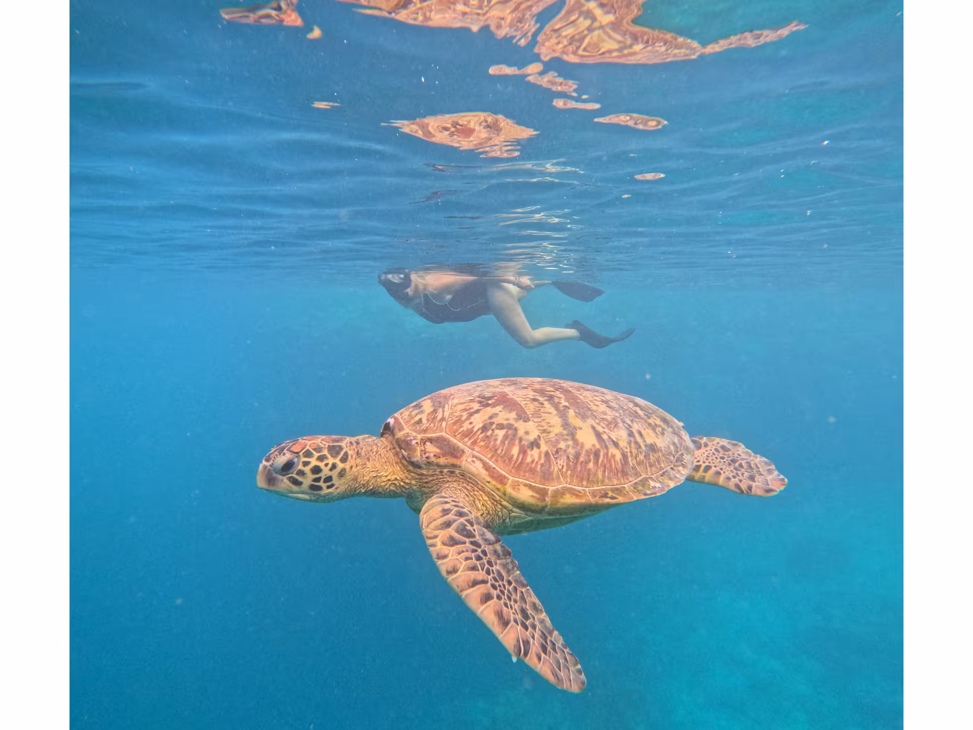 Rarotonga Turtle Tours 5 