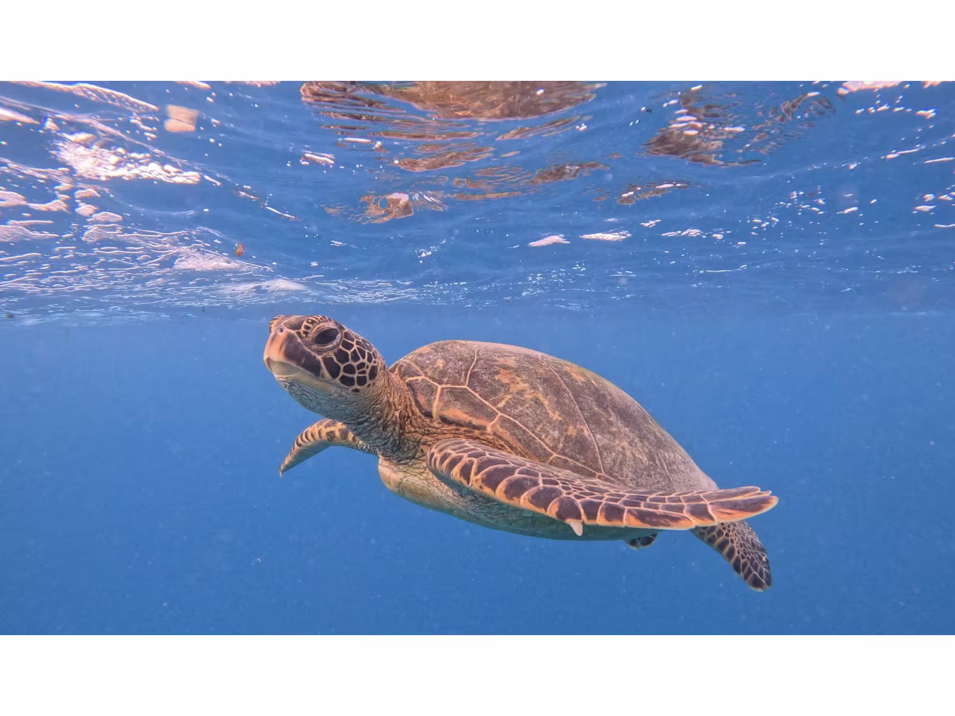 Rarotonga Turtle Tours 1