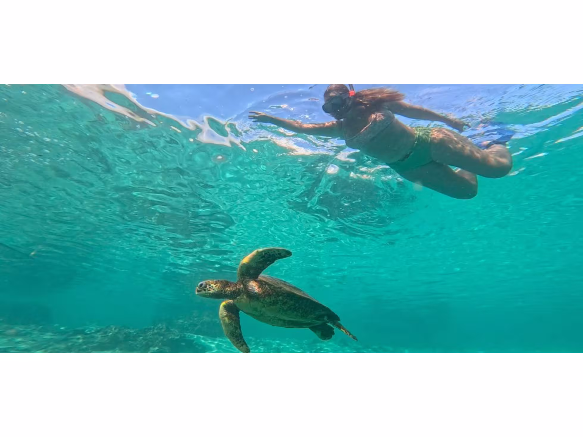 Turtle and swimmer